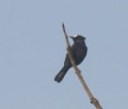 /album/photogallery/male-white-fronted-black-chat-at-trujjerey-jpg/